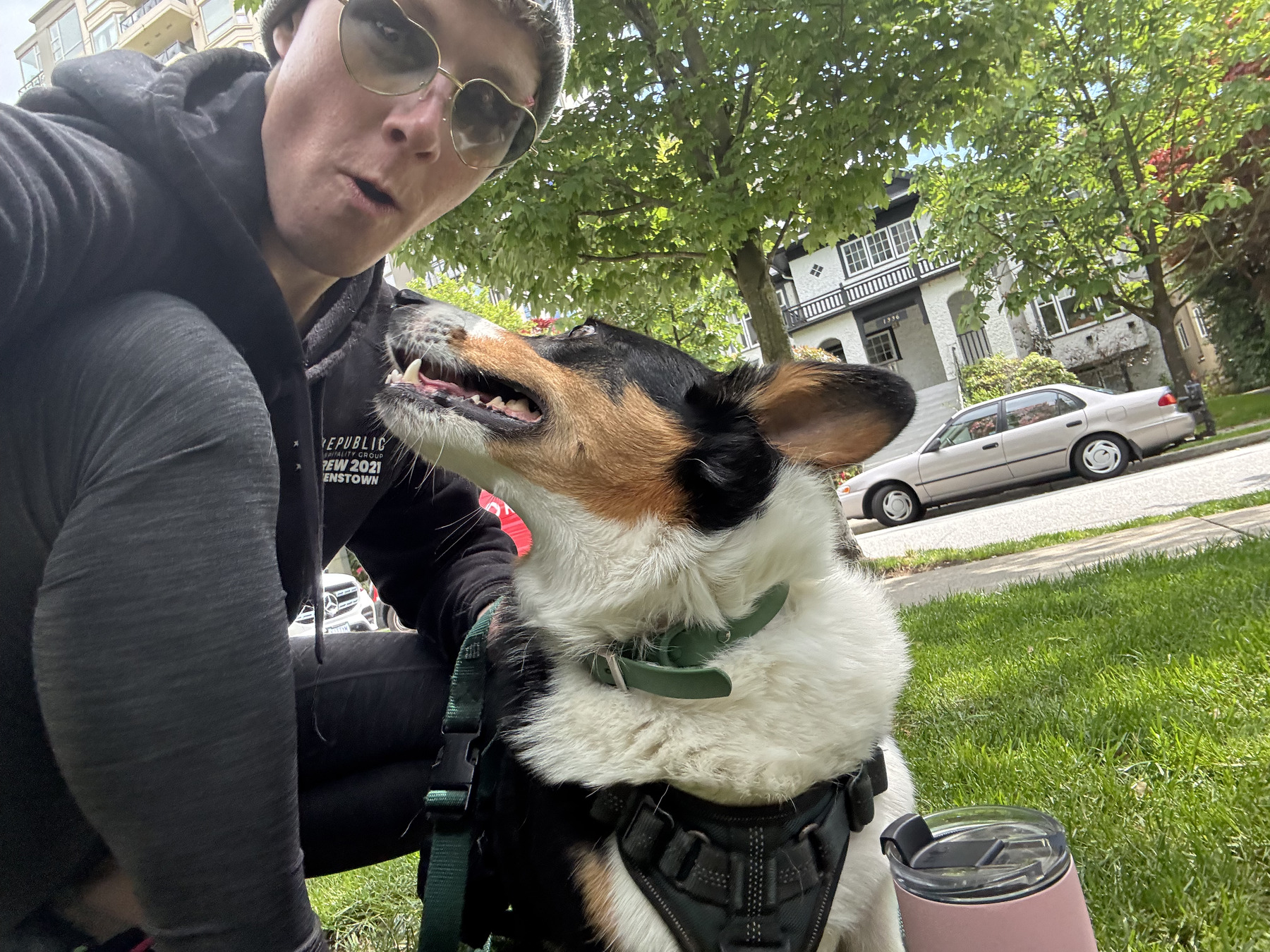 dog